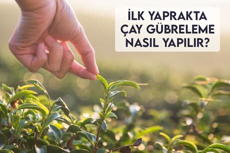 İlk Yaprakta Çay Gübreleme Nasıl Yapılır?