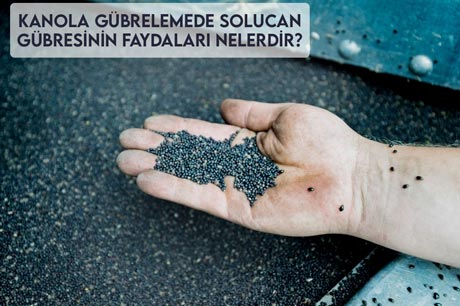 Kanola Gübrelemede Solucan Gübresinin Faydaları Nelerdir?