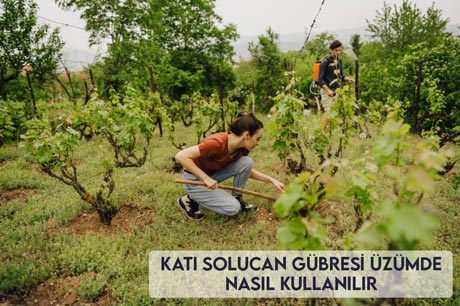 Katı Solucan Gübresi Üzümde Nasıl Kullanılır