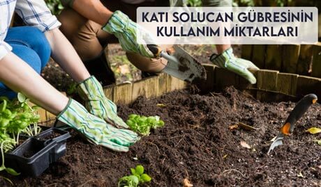 Katı Solucan Gübresinin Kullanım Miktarları