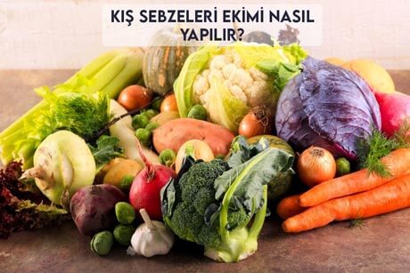 Kış Sebzeleri Ekimi Nasıl Yapılır?