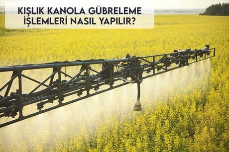 Kışlık Kanola Gübreleme İşlemleri Nasıl Yapılır?