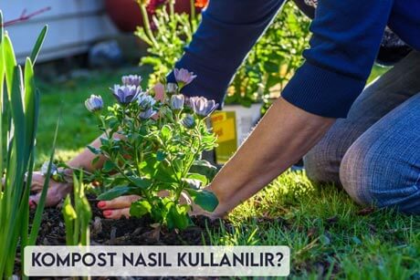 Kompost Nasıl Kullanılır?