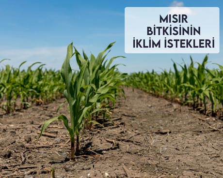 Mısır Bitkisinin İklim İstekleri Nedir?