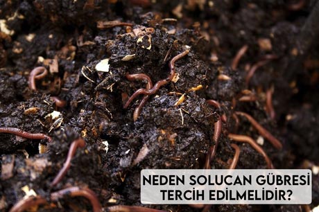 Neden Solucan Gübresi Tercih Edilmelidir? 