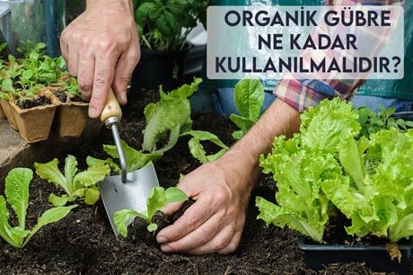 Organik Gübre Ne Kadar Kullanılmalıdır?