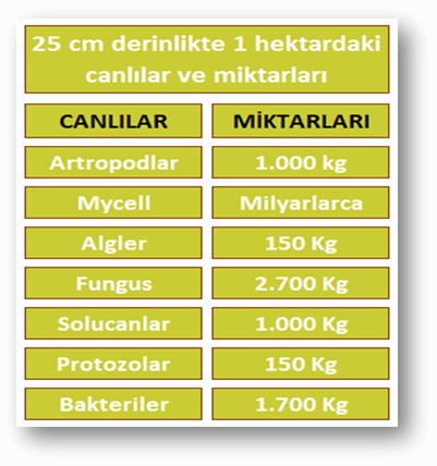 Organik Solucan Gübresindeki Maddeler Nedir?