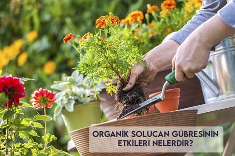 Organik Solucan Gübresinin Etkileri Nelerdir?