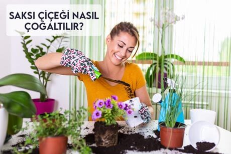 Saksı Çiçeği Nasıl Çoğaltılır?