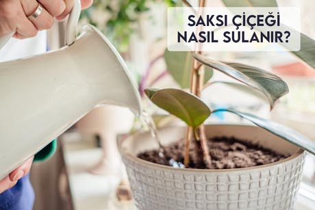 Saksı Çiçeği Nasıl Sulanır?