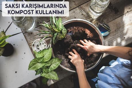 Saksı Karışımlarında Kompost Kullanımı