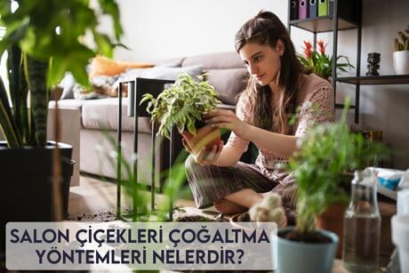 Salon Çiçekleri Çoğaltma Yöntemleri Nelerdir?