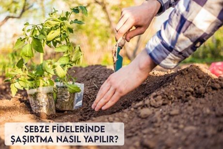 Sebze Fidelerin Şaşırtma Nasıl Yapılır?