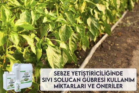 Sebze Yetiştiriciliğinde Sıvı Solucan G&uuml;bresi Kullanım Miktarları ve &Ouml;nerileri
