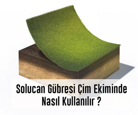 Çim Ekimi Solucan Gübresi Nasıl Kullanılır? Solucan Gübresinin Çimlere Faydası Nelerdir