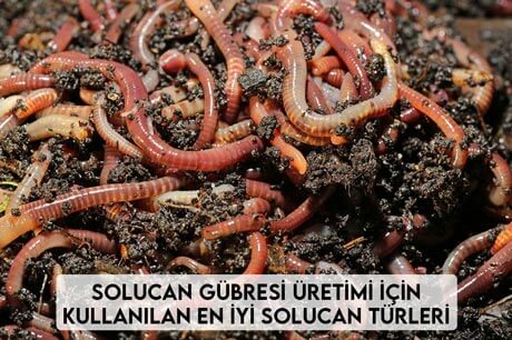 Solucan Gübresi Üretimi İçin Kullanılan En İyi Solucan Türleri