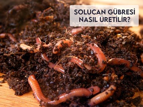 Solucan Gübresi Nasıl Üretilir?