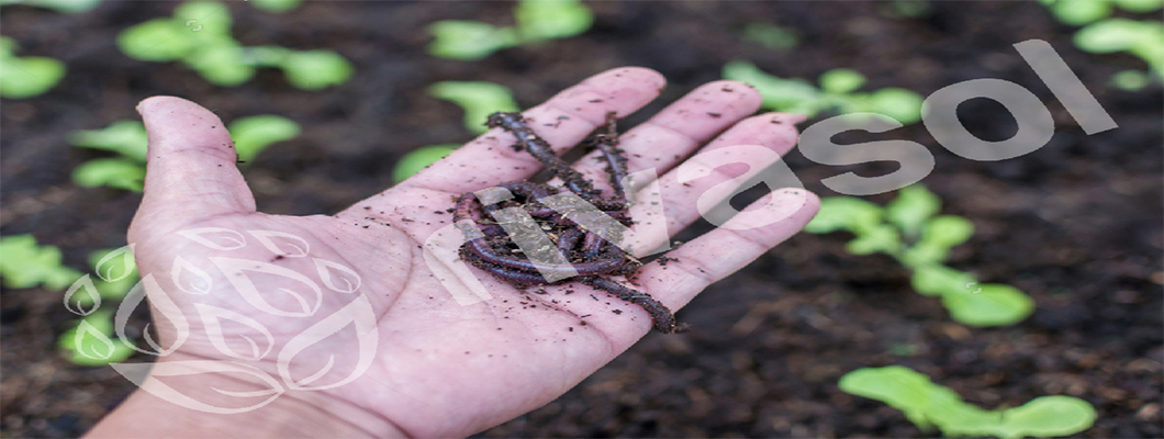 Solucan Gübresi (Vermicompost) Nasıl Üretilir