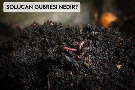 Solucan Gübresi Nedir?