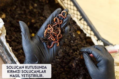 Solucan Kutusunda Kırmızı Solucanlar Nasıl Yetiştirilir.