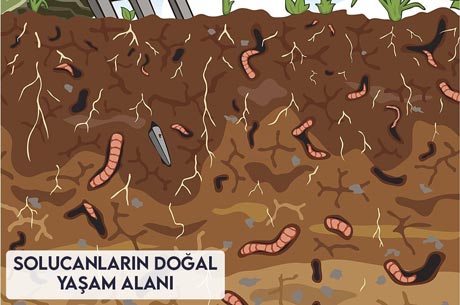 Solucanların Doğal Yaşam Alanı.