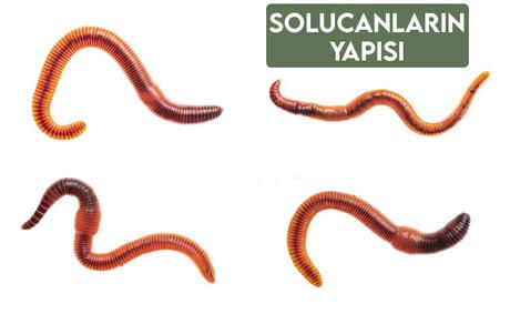 Solucanların Yapısı