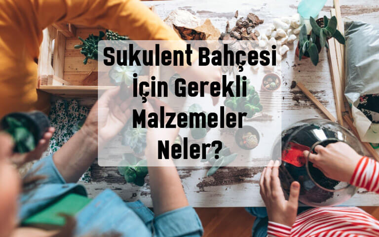 Sukulent bahçesi için gerekli malzemeler nelerdir?