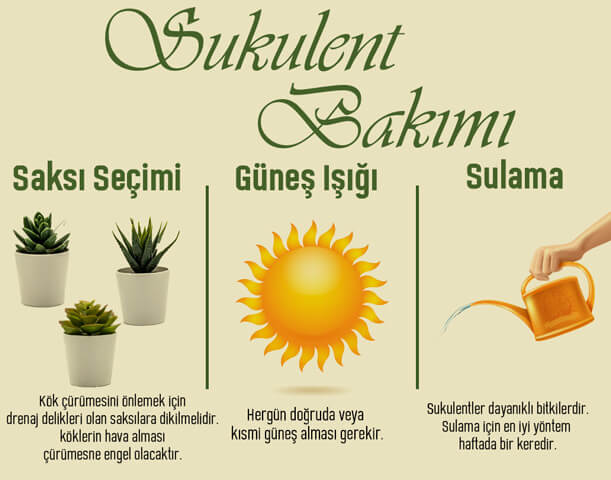 Sukulent Bakımı Nasıl Olmalı?