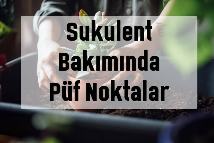 Sukulent Bakımında Püf Noktalar Nelerdir?