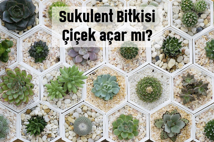 Sukulent Nasıl Çiçek Açar?