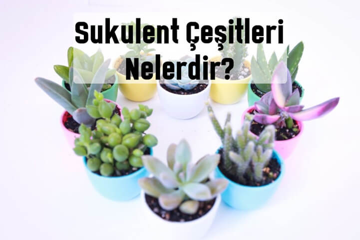 Sukulent çeşitleri nelerdir?