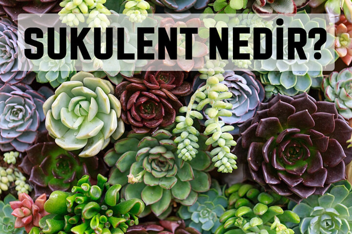 Sukulent Nedir?