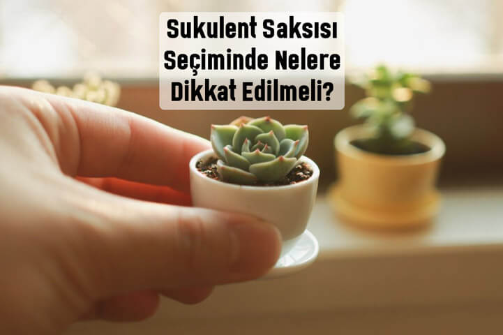 Sukulent Saksı Seçiminde Nelere Dikkat Edilmelidir?