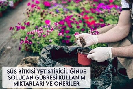 Süs Bitkisi Yetiştiriciliğinde Solucan Gübresi Kullanım Miktarları ve Öneriler