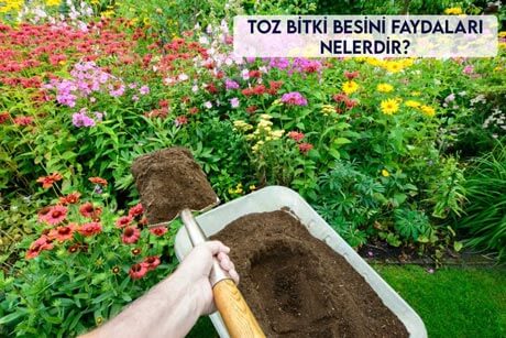 Toz Bitki Besini Faydaları Nelerdir?