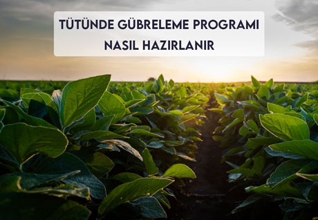 Tütün Gübreleme Programı Nasıl Hazırlanır?