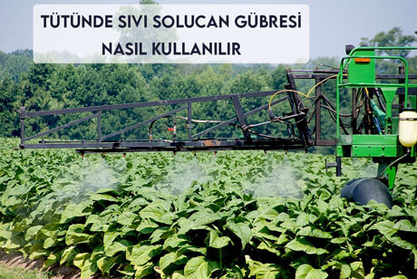 Tütünde Sıvı Solucan Gübresi Nasıl Kullanılır?