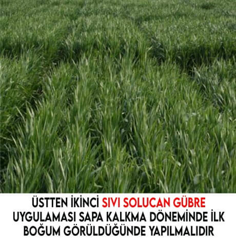 buğdayda üstten ikinci sıvı solucan gübre uygulaması sapa kalkma döneminde ilk boğum görüldüğünde yapılmalıdır.