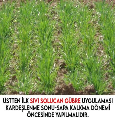 üstten ilk sıvı solucan gübre uygulaması kardeşlenme sonu-sapa kalkma dönemi öncesinde yapılır.