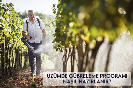 Üzümde Gübreleme Programı Nasıl Hazırlanır?