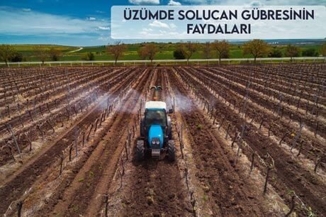 Üzümde Solucan Gübresinin Faydaları