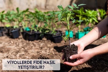 Viyollerde Fide Nasıl Yetiştirilir?