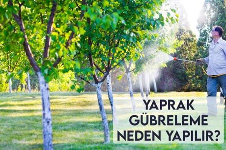 Yaprak Gübreleme Neden Yapılır?