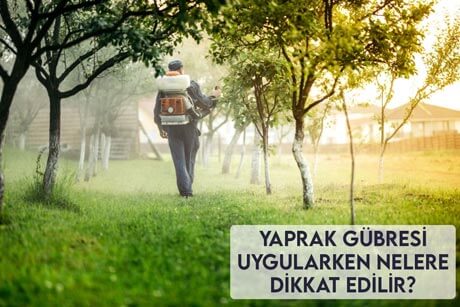 Yaprak Gübresi Uygularken Nelere Dikkat Edilir?