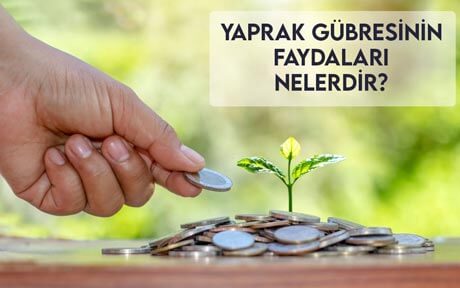 Yaprak Gübresinin Faydaları Nedir?