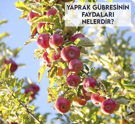 Yaprak Gübresinin Faydaları Nelerdir?