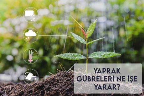 Yaprak Gübreleri Ne İşe Yarar?