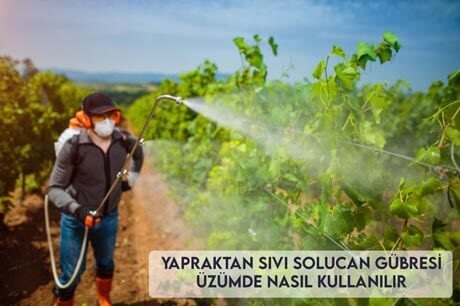 Yapraktan Sıvı Solucan Gübresi Üzümde Nasıl Kullanılır