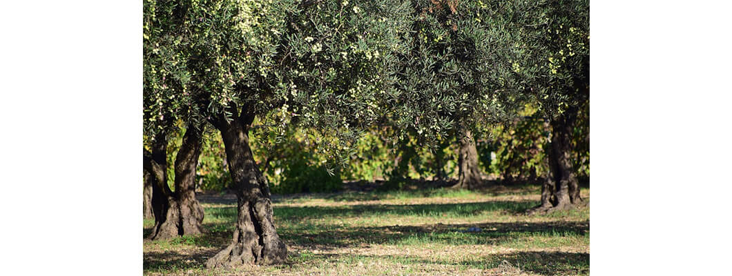 Zeytin Agaclarinda Solucan Gubresi Kullanimi Rivasol Zeytin Agaclarinda Solucan Gubresi Kullanimi Rivasol