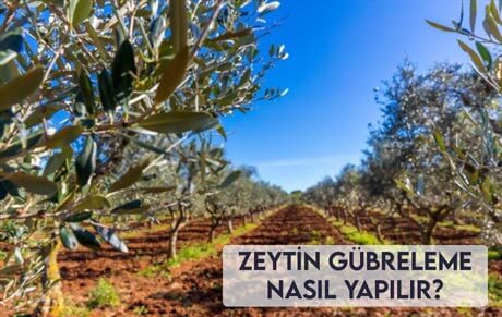 Zeytin Gübreleme Nasıl Yapılır?